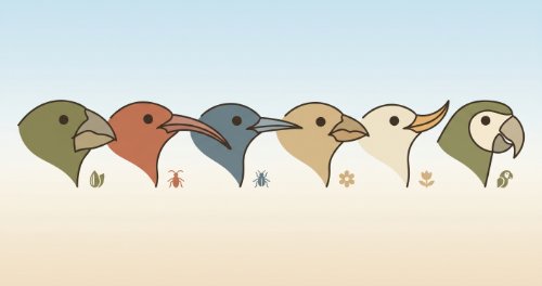 Evolution and Adaptation - Biology (Senior Secondary)