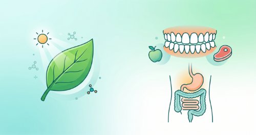 Nutrition and Digestion - Biology (Senior Secondary)