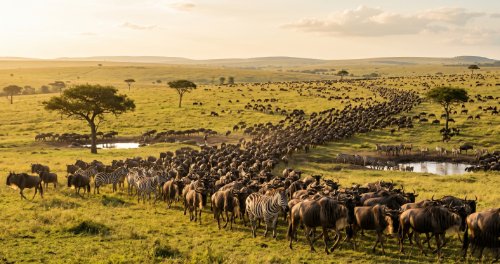 Ecology of Populations - Biology (Senior Secondary)